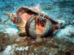Giant Hermit Crab with sealife cd200 camera by Pedro Hernandez 